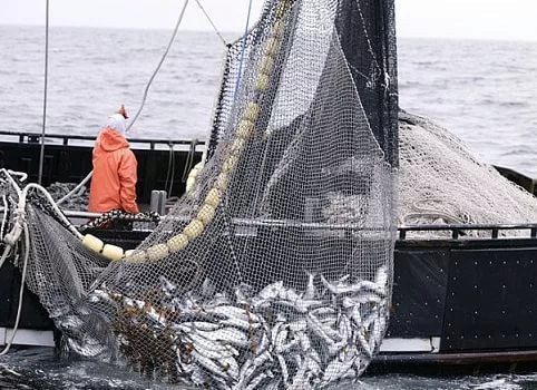 рыбалка сетями на крупную рыбу рыбалка сетями на крупную рыбу