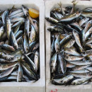 Наука выносит неутешительные выводы по поводу будущего рыбы в Сахалинской области