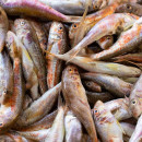 На Сахалине прогнозируют спад поставок рыбы в случае изменения принципа распределения инвестквот на вылов