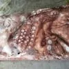 осьминог в Южно-Сахалинске